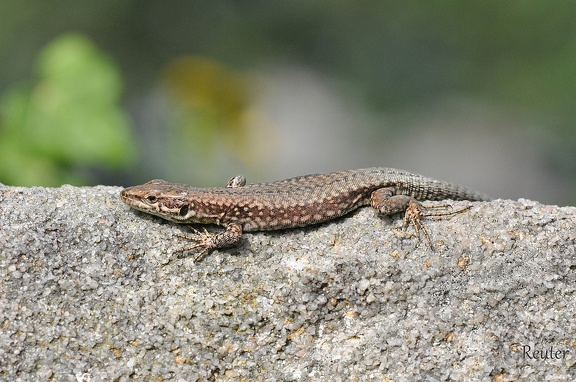 Mauereidechse (Podarcis muralis)